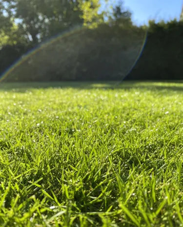 🏆Prodano 65.000 narudžbi!🌱 Sjeme patuljaste trave Four Seasons Evergreen | Stvorite savršen travnjak, počnite ovdje!
